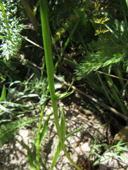 Senecio integerrimus