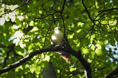 Pygarrhichas albogularis