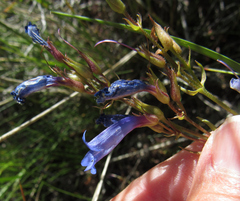 Penstemon radicosus