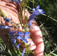 Penstemon radicosus