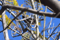 Haemorhous mexicanus