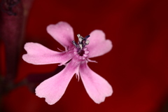 Silene aegyptiaca