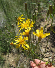 Crepis atribarba