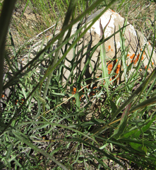 Crepis atribarba