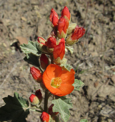 Sphaeralcea munroana