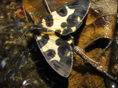 Pantherodes pardalaria
