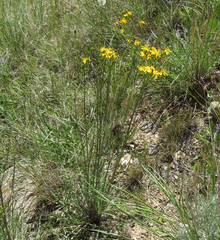 Crepis atribarba