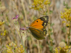 Colias aurorina