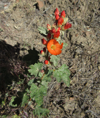 Sphaeralcea munroana