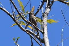 Haemorhous mexicanus