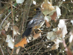 Turdus falcklandii magellanicus