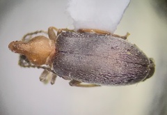 Notoxus murinipennis