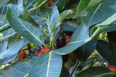 Ficus drupacea