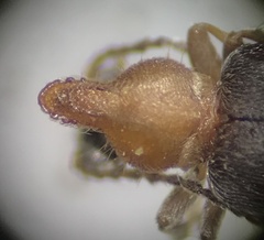 Notoxus murinipennis