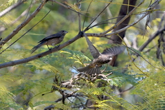 Haemorhous mexicanus