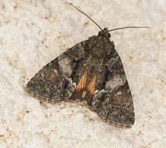 Polyphaenis propinqua