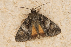 Polyphaenis propinqua