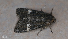 Polymixis ivanchiki