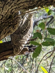 Megascops trichopsis