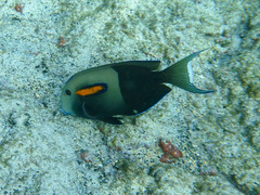 Acanthurus olivaceus