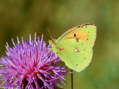 Colias caucasica