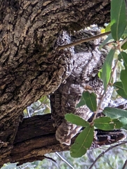 Megascops trichopsis