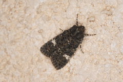 Polymixis ivanchiki