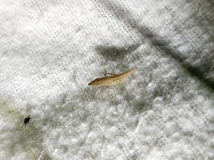 Euacanthella