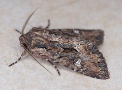 Polymixis trisignata