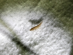Euacanthella