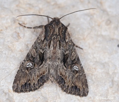 Polymixis trisignata