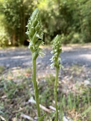 Brachystele unilateralis