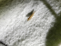 Euacanthella