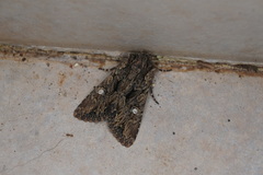 Polymixis trisignata