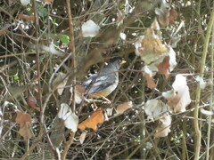 Turdus falcklandii magellanicus