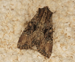 Polymixis trisignata