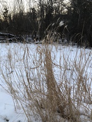 Miscanthus