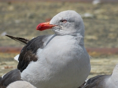Leucophaeus scoresbii