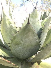 Agave seemanniana