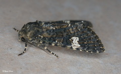 Polymixis ivanchiki