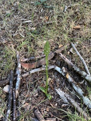 Brachystele unilateralis