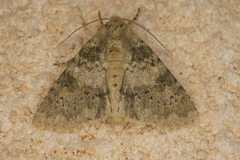 Polymixis apora