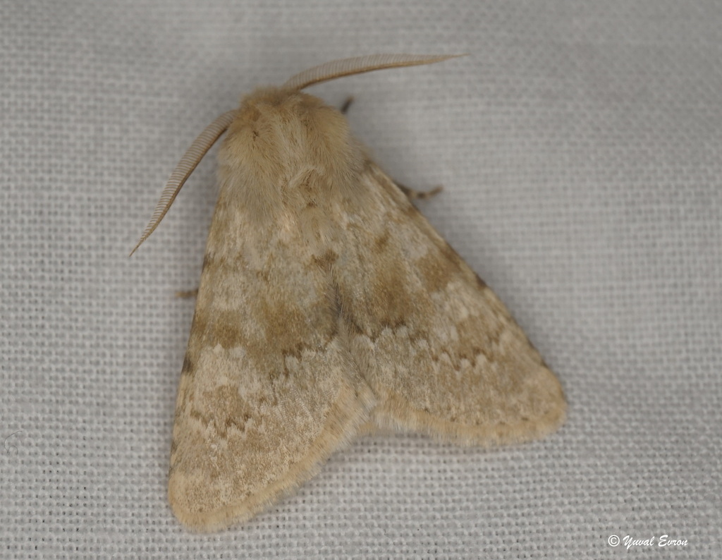 Polymixis lea