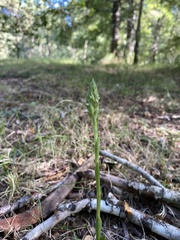 Brachystele unilateralis