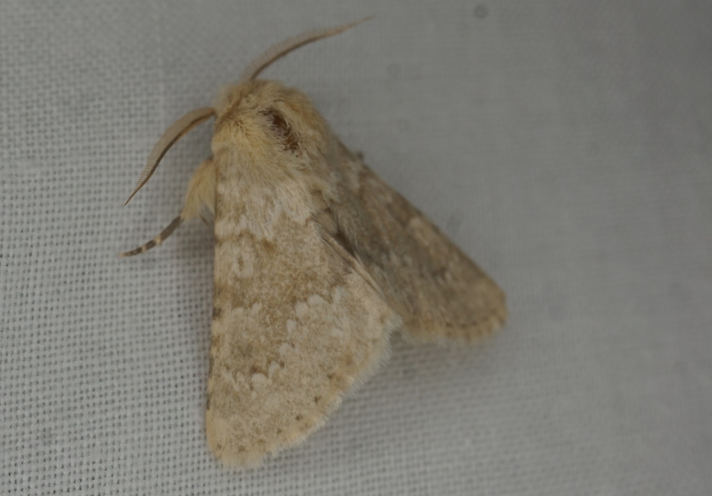 Polymixis aegyptiaca
