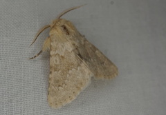 Polymixis aegyptiaca