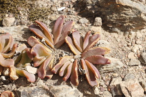 Image of Shade Tonguefig (Glottiphyllum depressum) by (c) Tony Rebelo, some rights reserved (CC BY-SA)