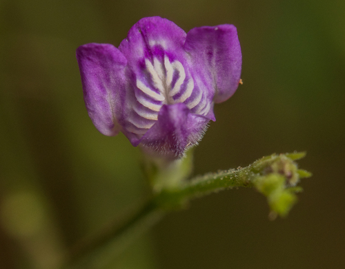 Dianthera pectoralis, photograph 5