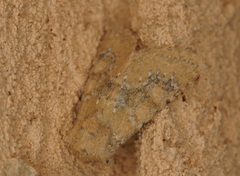 Polymixis subvenusta