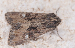Polymixis trisignata